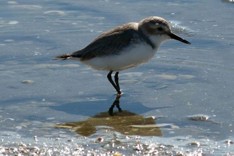 Auckland: Birdwatching, Hiking & Waterfalls Tour - Transportation & Comfort