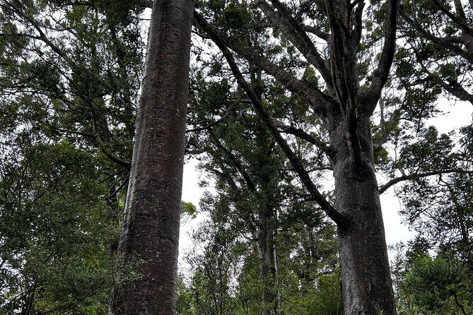 Auckland City and West Coast Black Sand Beach Full Day Tour - Discovering the Waitakere Ranges