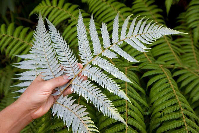 Auckland City and West Coast Full Day Tour - What to Expect from the Auckland City and West Coast Full Day Tour