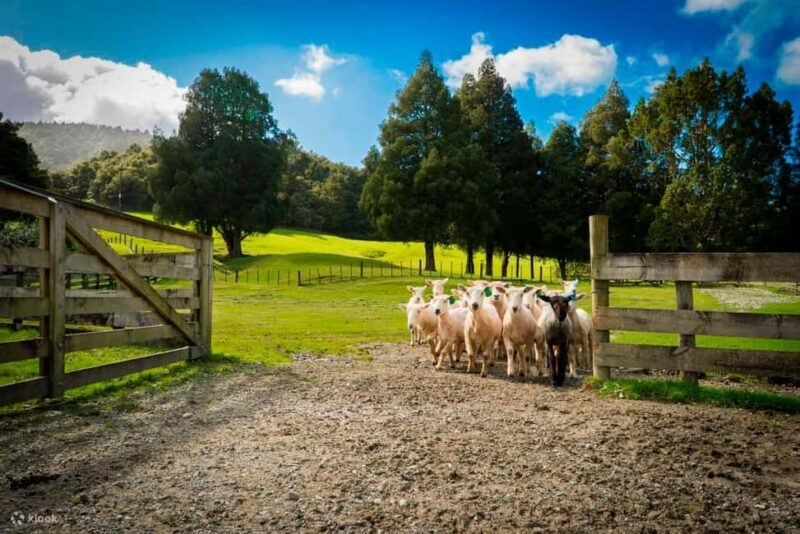 Auckland: City Sights & Sheep Shearing with Lunch - A Closer Look at the Itinerary
