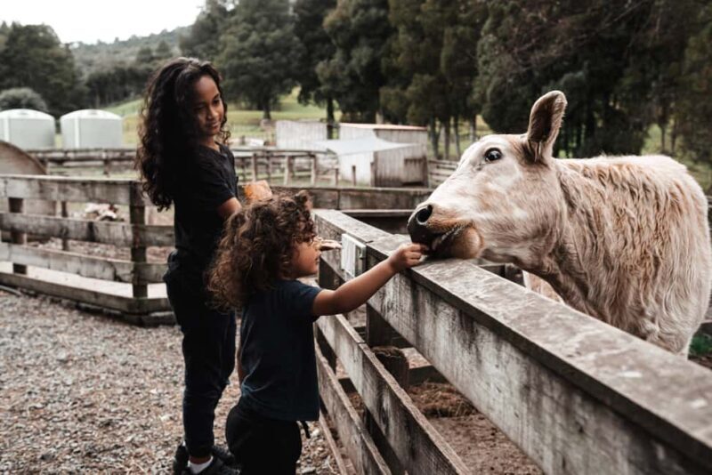 Auckland: City Sights & Sheep Shearing with Lunch - Transportation, Guides, and Group Size