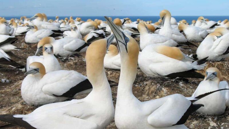 Auckland: Coast to Coast Private Eco Tour - Key Points