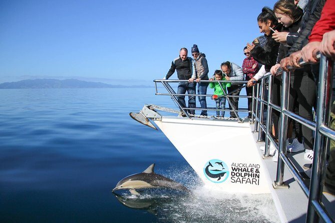 Auckland Dolphin and Whale Watching Eco-Safari Cruise - The Itinerary and What to Expect