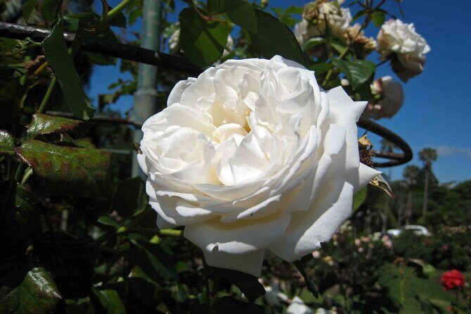 Auckland Essentials: City Views, Volcanoes & Waterfront Charm - Transport and Comfort