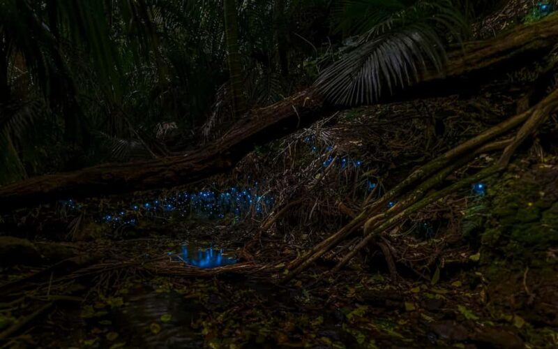 Auckland Glowworm Tour - Auckland Glowworm Tour Review: A Nighttime Wonder Right in the City