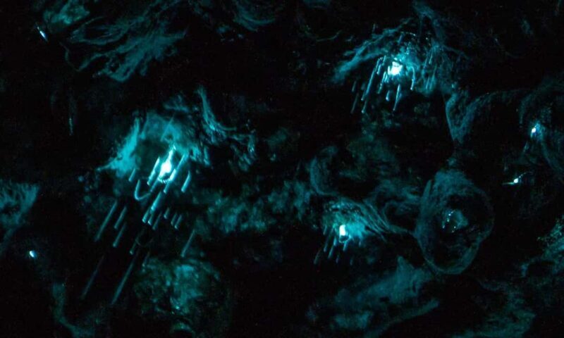 Auckland Glowworm Tour - What to Expect on the Tour