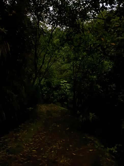 Auckland Glowworm Tour - Why This Tour Is Worth It