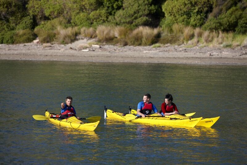 Auckland: Half-Day Sea Kayak Tour to Motukorea Island - Why This Tour Stands Out