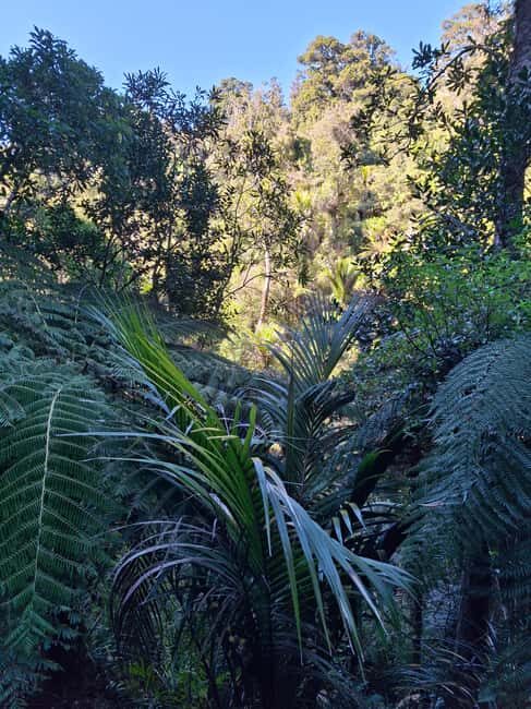 Auckland: Hiking West Auckland Rainforest & Waterfalls Tour - A Heritage House with Panoramic Views