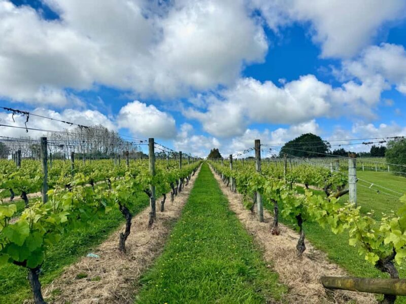 Auckland: Kumeu Wine Tasting Tour and Black Sand Beach - Key Points