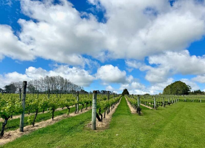 Auckland: Kumeu Wine Tasting Tour and Black Sand Beach - An In-Depth Look at the Kumeu Wine Tasting Experience