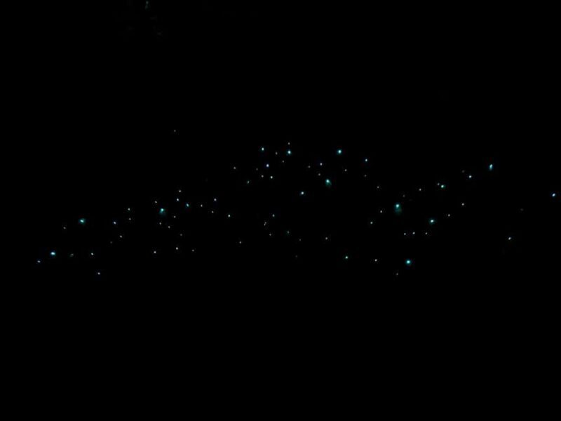 Auckland North Shore Glowworm Tour - Key Points