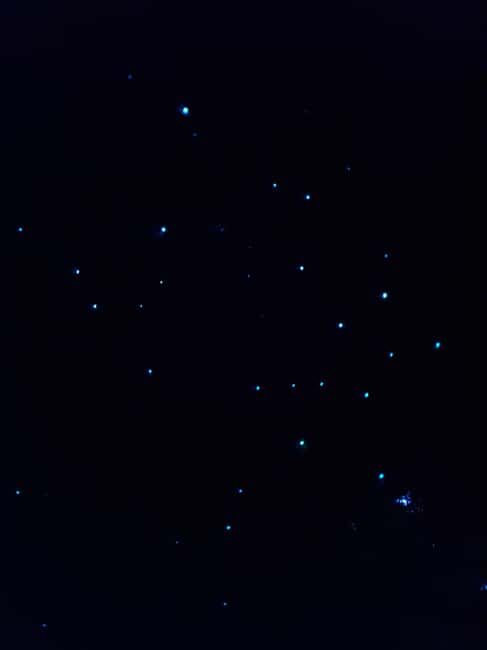 Auckland North Shore Glowworm Tour - What to Expect from the Auckland North Shore Glowworm Tour