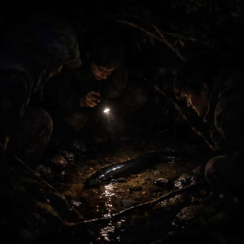 Auckland: Piha Native Bat Discovery Walking Tour - Introduction to the Piha Native Bat Discovery Tour