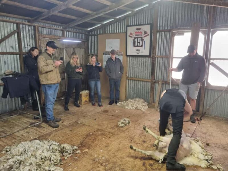 Auckland: Private Farm Tour with Sheep Shearing & Lunch - Introduction: An Authentic Taste of New Zealand Farming