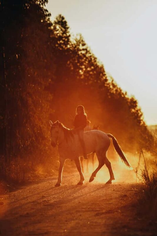 Auckland: Private Horseback Ride + Lunch + Wine + Pick up - An Elegant Day Out: What the Tour Offers