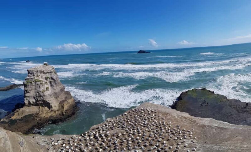 Auckland: Private Muriwai Gannets Experience - Key Points