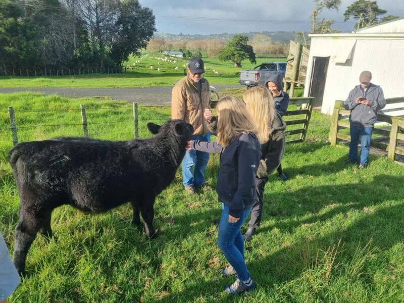 Auckland: Private Sheep & Beef Working Farm Tour - Introduction: A Genuine Kiwi Farming Day
