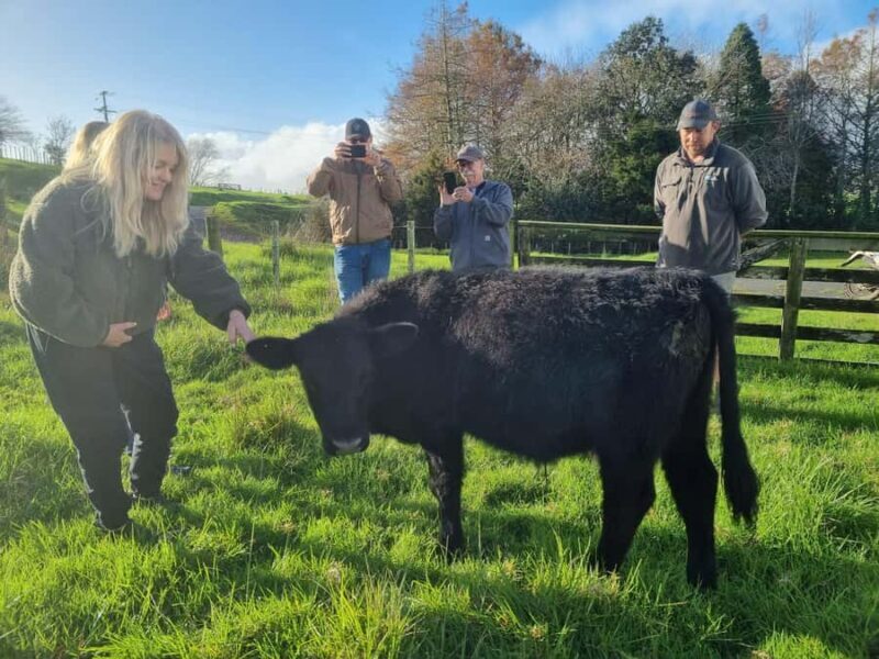 Auckland: Private Sheep & Beef Working Farm Tour - Pricing and Value