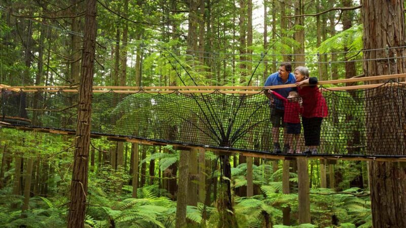 Auckland: Rotorua Highlights inc Te Puia Tour & Redwoods - Key Points