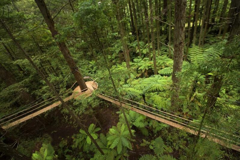 Auckland: Rotorua Highlights inc Te Puia Tour & Redwoods - Tirau: The Corrugated Iron Capital