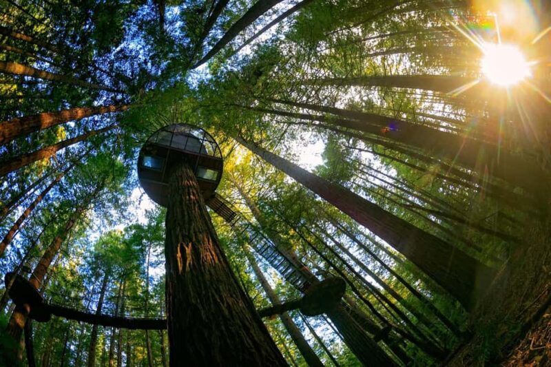 Auckland: Rotorua Highlights with Redwoods Treewalk & Spa - Practical Details and Considerations