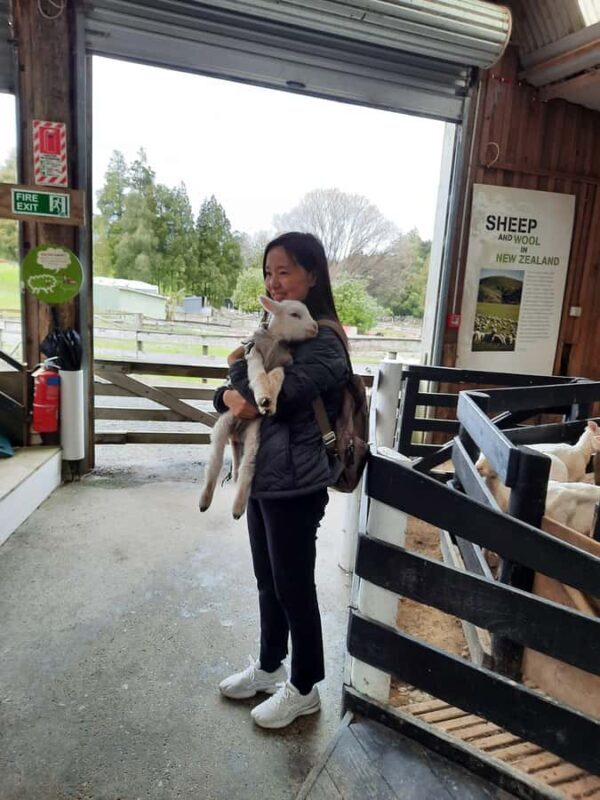 Auckland: Sheepworld, Honey Centre, & Kauri Trail Tour - The Sum Up