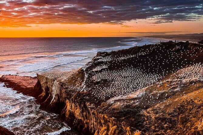 Auckland Thermal Pool and Muriwai Beach Sunset Day tour - FAQ