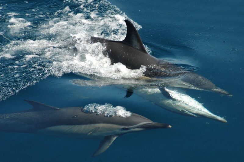 Auckland: Tikapa Moana Whales, Dolphins and Islands Cruise - A Detailed Look at the Experience