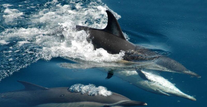 Auckland: Tikapa Moana Whales, Dolphins and Islands Cruise - The Sum Up