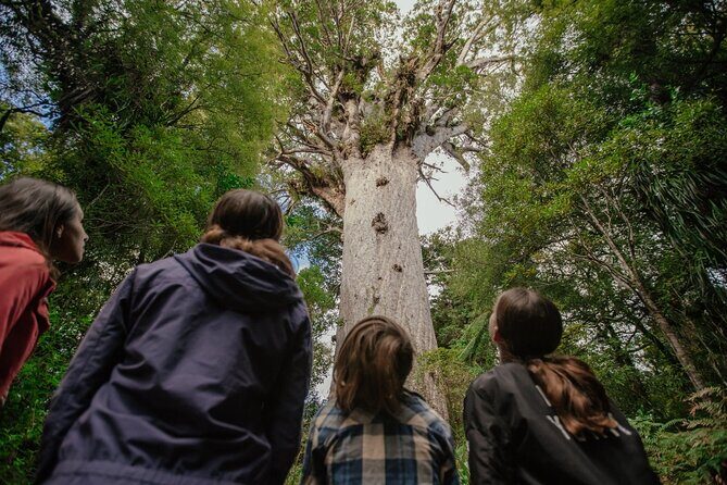 Auckland to Paihia via West Coast Small Group Tour (One Way) - Value and Pricing