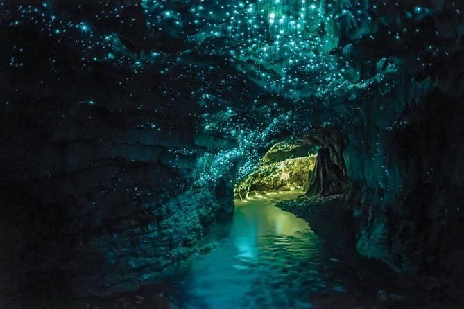 Auckland to Rotorua via Waitomo Caves Small Group Tour (One Way) - Key Points  
