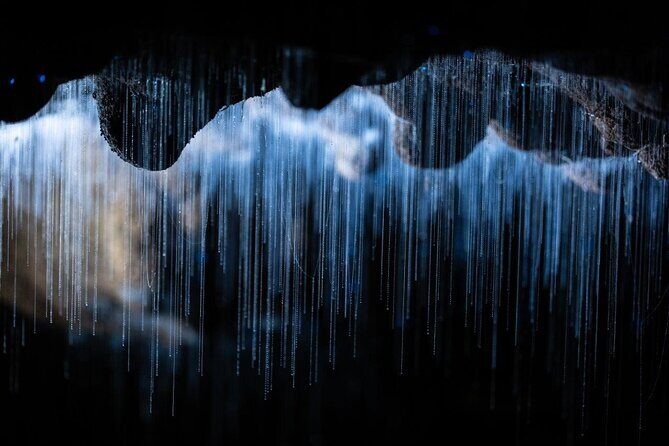 Auckland to Rotorua via Waitomo Caves Small Group Tour (One Way) - Who Would Love This Tour?  