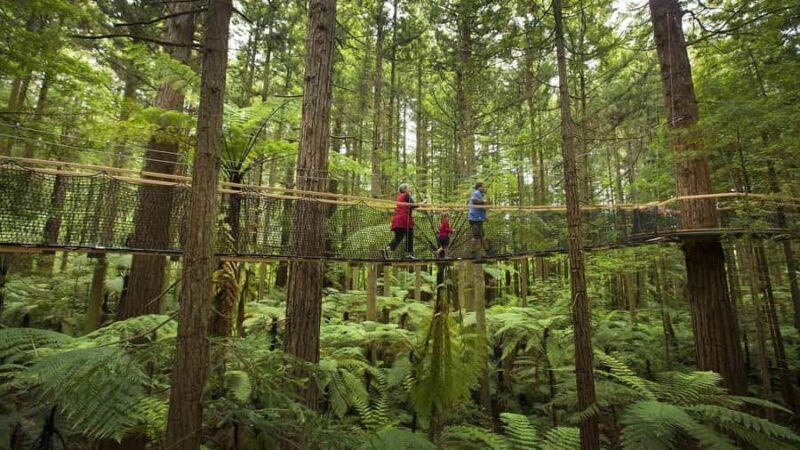 Auckland: Wai Ariki Hot Springs & Rotorua Redwoods Tour - Redwoods Treewalk – A Canopy Adventure