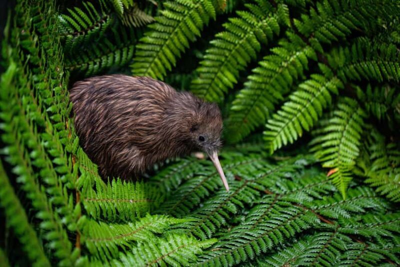 Auckland: Waitomo Caves & Te Puia Rotorua w Picnic Lunch - Key Points