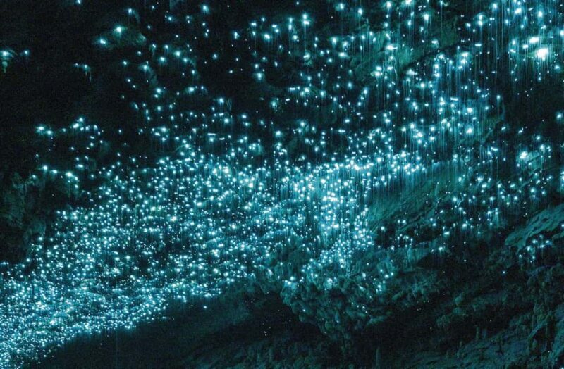 Auckland: Waitomo Glowworm Caves Explorer Small Group Tour - Introduction
