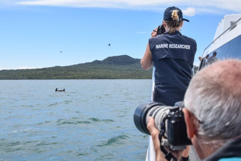 Auckland: Whale and Dolphin Watching Half-Day Eco Cruise - Introduction