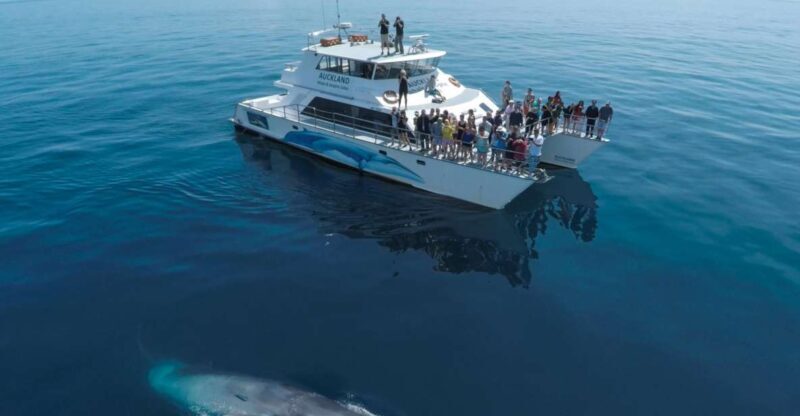 Auckland: Whale and Dolphin Watching Half-Day Eco Cruise - Who Should Consider This Tour?