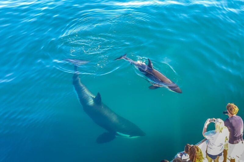 Auckland: Whale and Dolphin Watching Half-Day Eco Cruise - The Sum Up