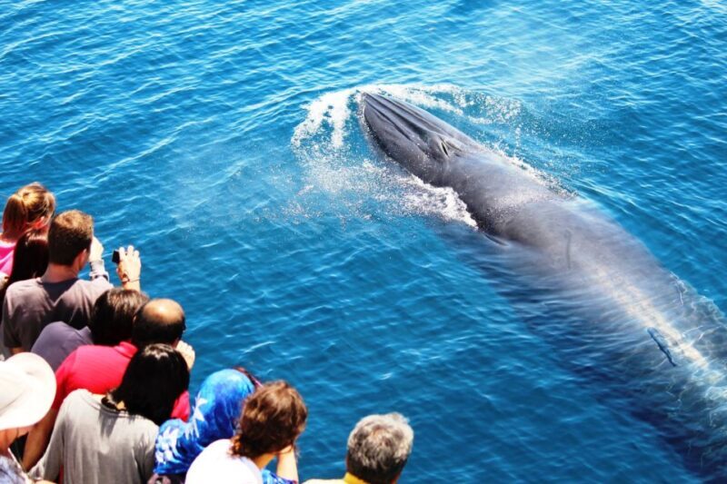 Auckland: Whale and Dolphin Watching Half-Day Eco Cruise - FAQs