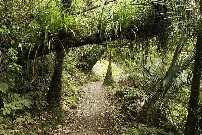 Auckland's Wild West Coast & Black Sand Beaches Tour inc Lunch - Frequently Asked Questions