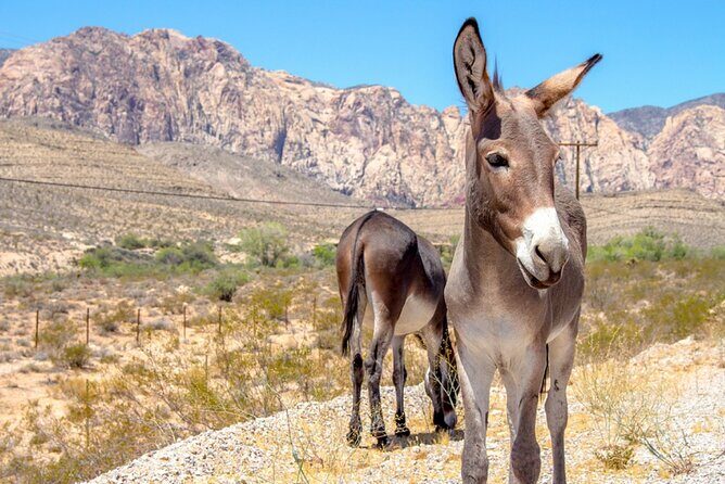 Audio Driving Tour: Grand Canyon West, Hoover Dam Red Rock Canyon - Who Will Love This Tour?
