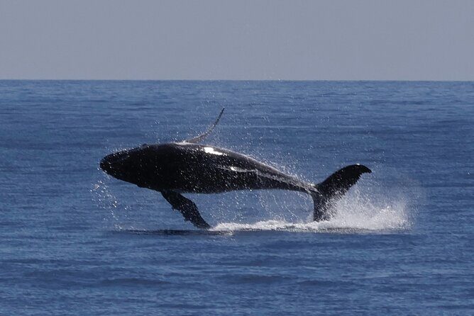 Augusta Whale Watching Eco Tour - The Experience: What to Expect from the Augusta Whale Watching Tour