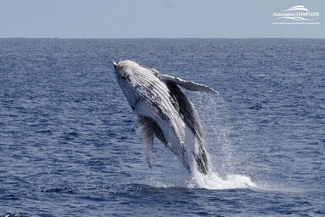 Augusta Whale Watching Eco Tour - Who Will Love This Tour?
