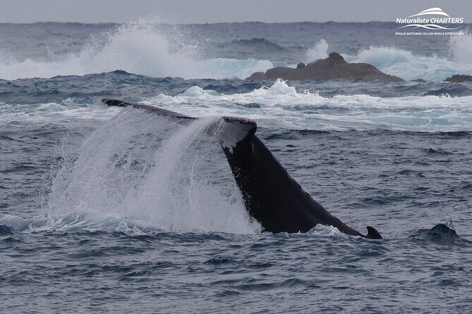 Augusta Whale Watching Eco Tour - Final Thoughts