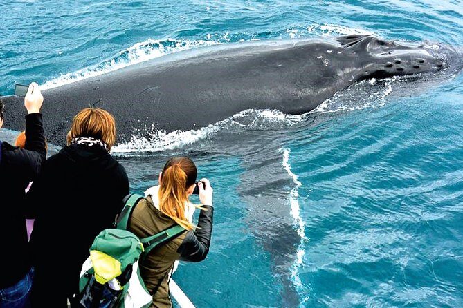Augusta Whale Watching Eco Tour - FAQ