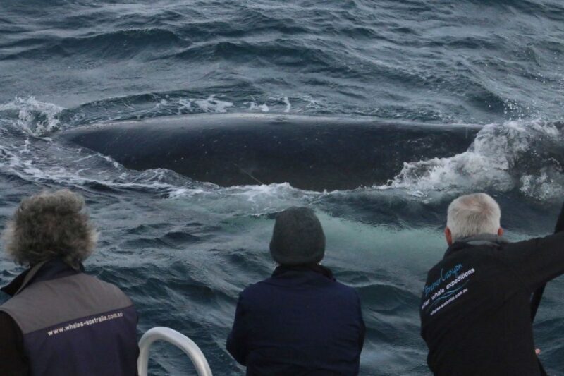 Augusta: Whale Watching Tour - What to Expect: A Closer Look at the Experience