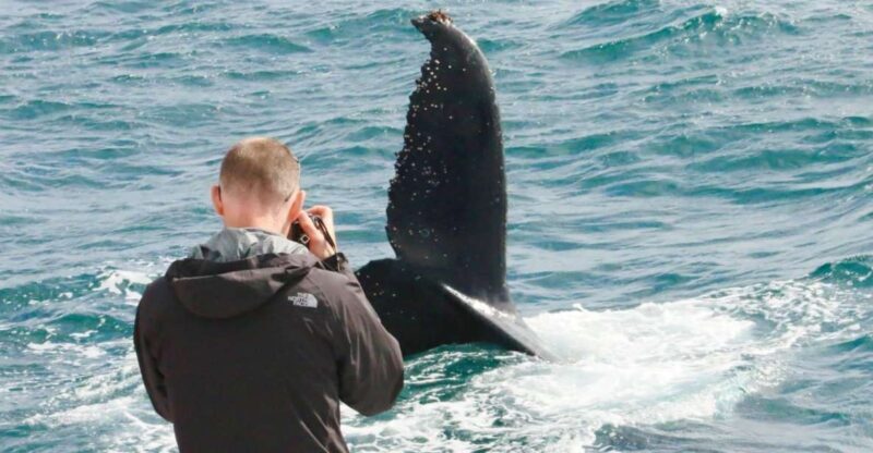 Augusta: Whale Watching Tour - The Sum Up: Is It Right for You?