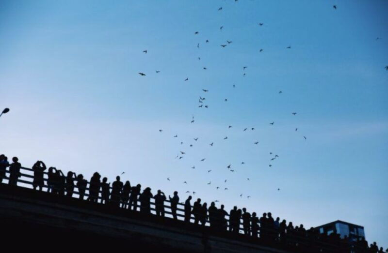 austin-sunset-boat-cruise-with-bat-watching