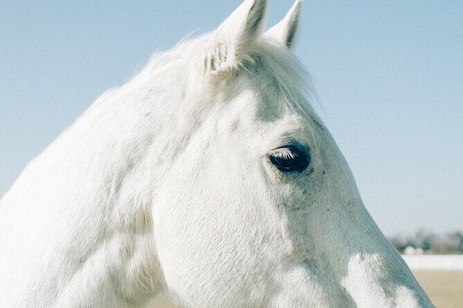 Australia: Coffs Harbour Beach Horse Ride & Lagoon Swim + Photos - Key Points